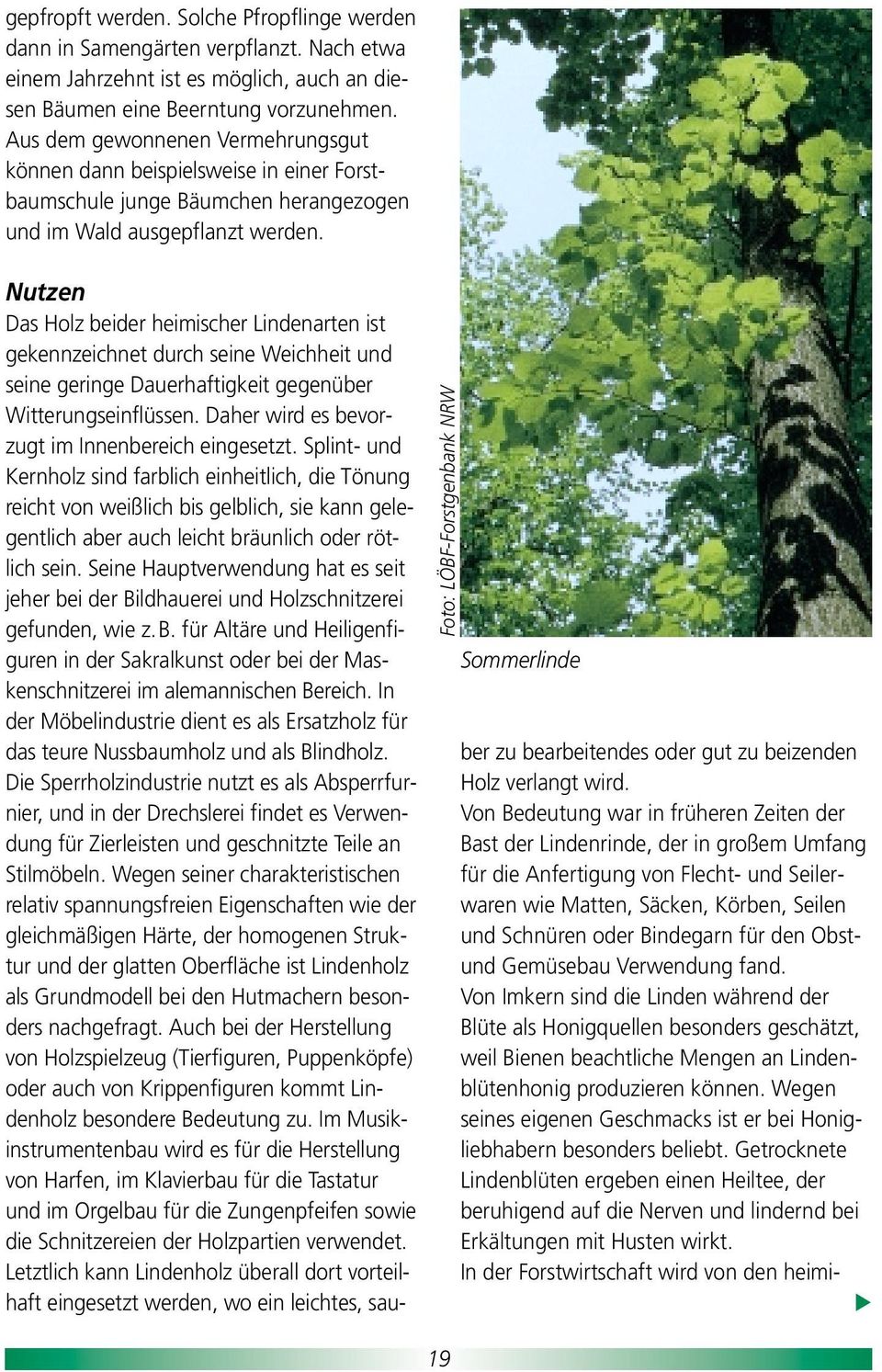 Foto: LÖBF-Forstgenbank NRW 19 Sommerlinde Nutzen Das Holz beider heimischer Lindenarten ist gekennzeichnet durch seine Weichheit und seine geringe Dauerhaftigkeit gegenüber Witterungseinflüssen.