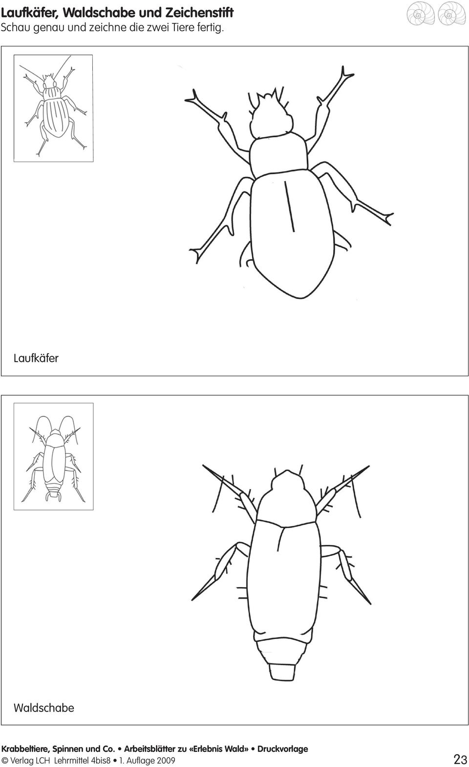 Laufkäfer Waldschabe Krabbeltiere, Spinnen und