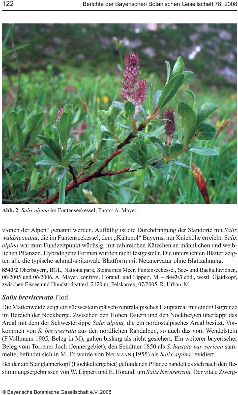 Salix alpina war zum Fundzeitpunkt wüchsig, mit zahlreichen Kätzchen an männlichen und weiblichen Pflanzen. Hybridogene Formen wurden nicht festgestellt.