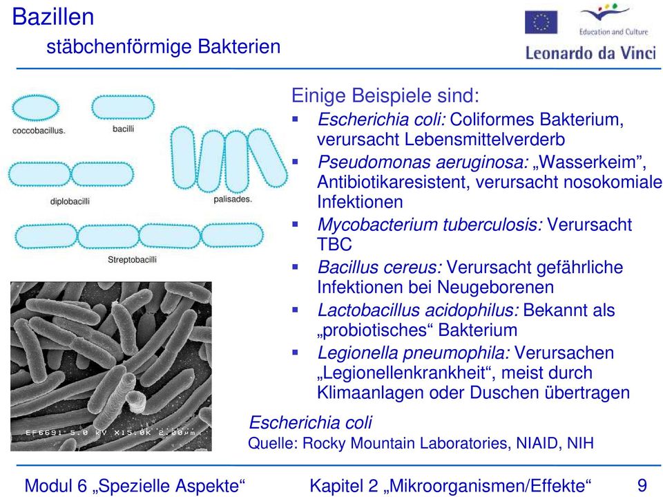 Infektionen bei Neugeborenen Lactobacillus acidophilus: Bekannt als probiotisches Bakterium Legionella pneumophila: Verursachen Legionellenkrankheit, meist