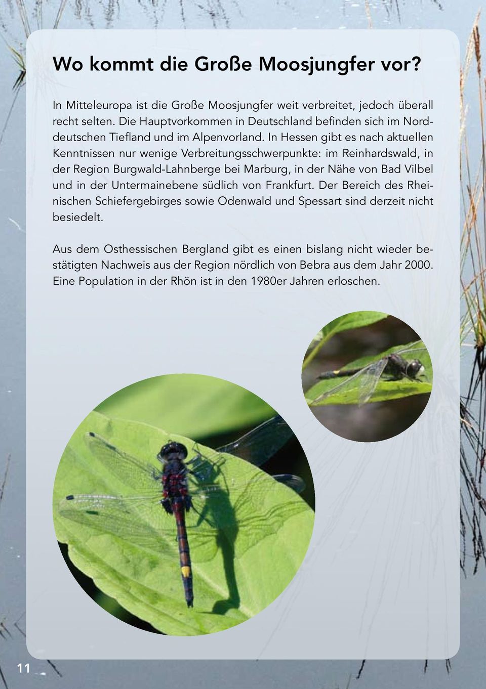 In Hessen gibt es nach aktuellen Kenntnissen nur wenige Verbreitungsschwer punkte: im Reinhardswald, in der Region Burgwald-Lahnberge bei Marburg, in der Nähe von Bad Vilbel und in der
