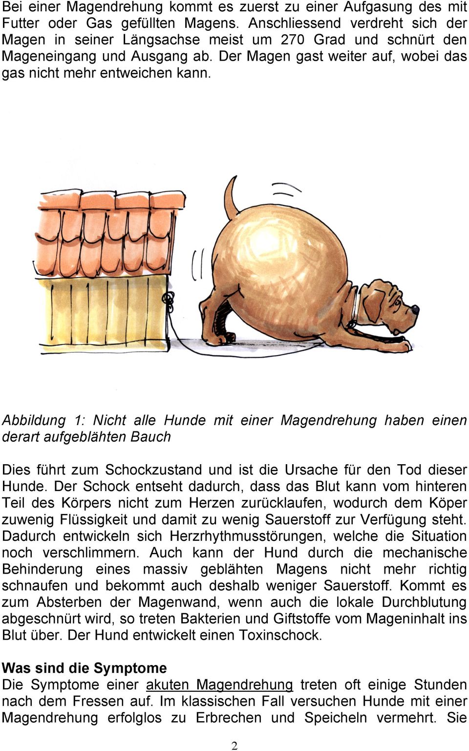 Abbildung 1: Nicht alle Hunde mit einer Magendrehung haben einen derart aufgeblähten Bauch Dies führt zum Schockzustand und ist die Ursache für den Tod dieser Hunde.