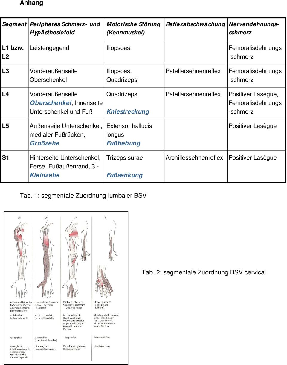 Innenseite Unterschenkel und Fuß Quadrizeps Kniestreckung Patellarsehnenreflex Positiver Lasègue, Femoralisdehnungs -schmerz L5 Außenseite Unterschenkel, medialer Fußrücken, Großzehe Extensor