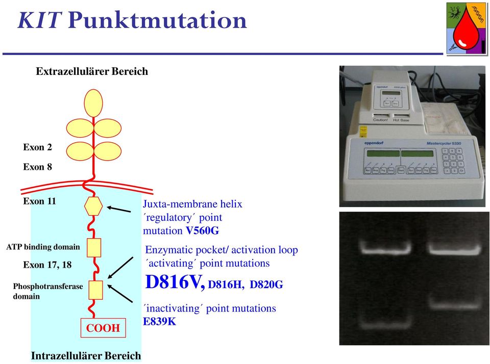 regulatory point mutation V560G Enzymatic pocket/ activation loop activating