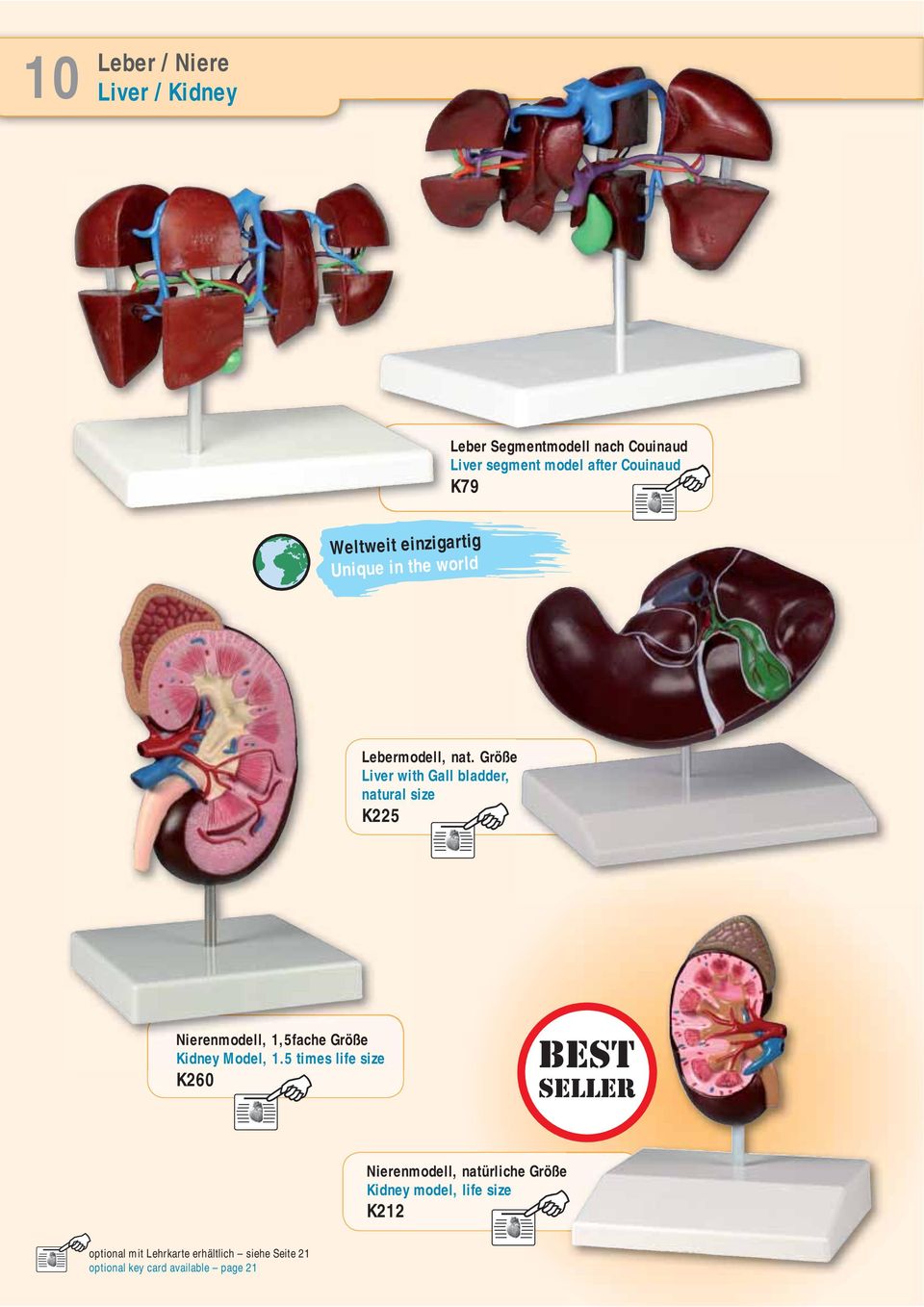 Größe Liver with Gall bladder, natural size K225 Nierenmodell, 1,5fache Größe Kidney Model, 1.
