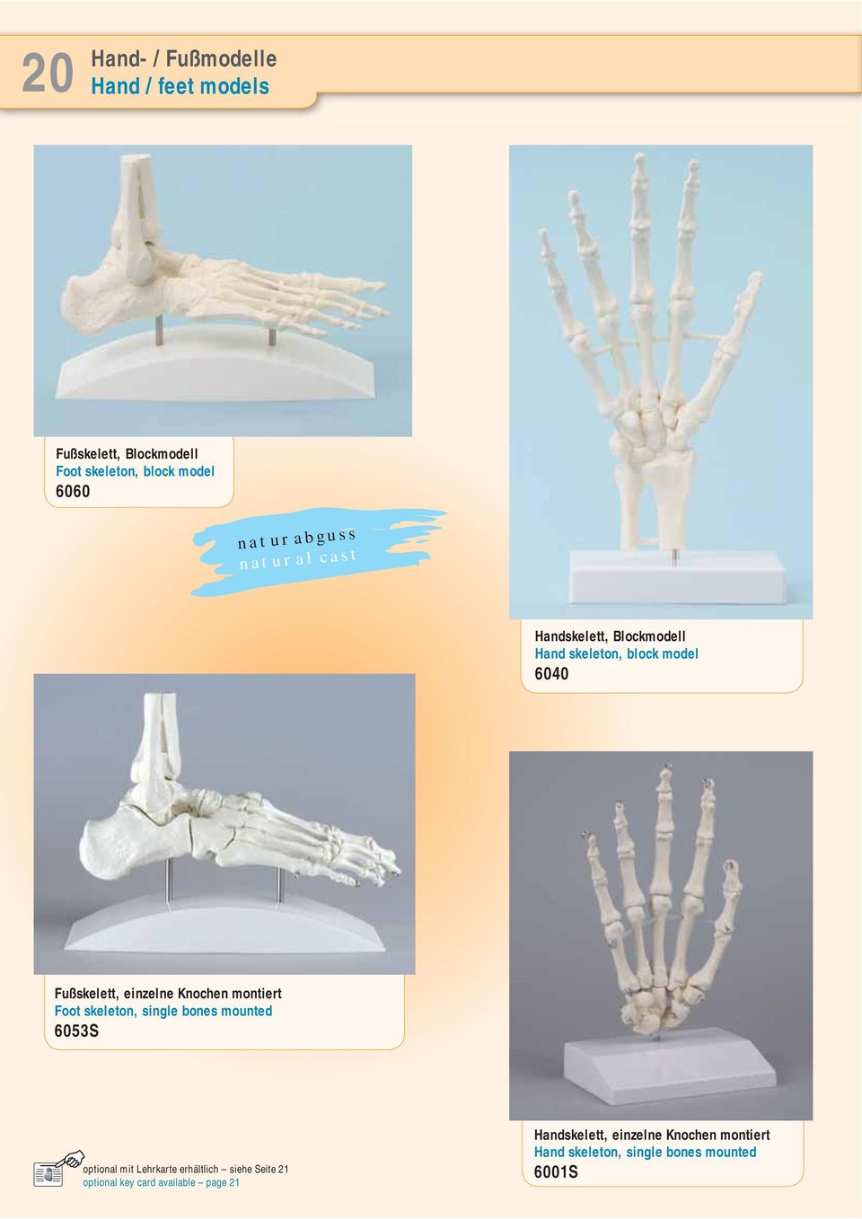 Knochen montiert Foot skeleton, single bones mounted 6053S optional mit Lehrkarte erhältlich siehe Seite