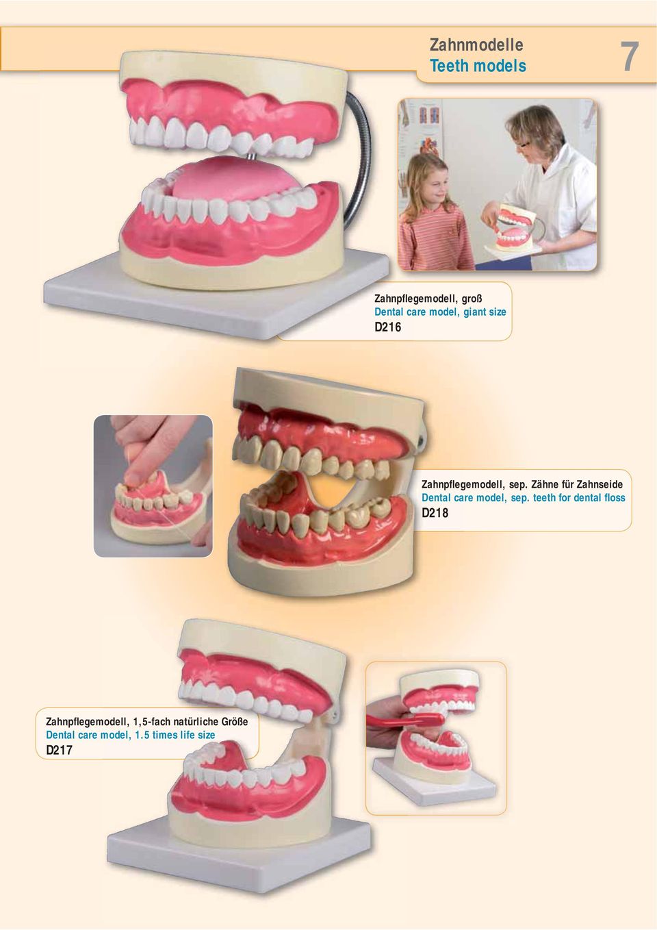 Zähne für Zahnseide Dental care model, sep.