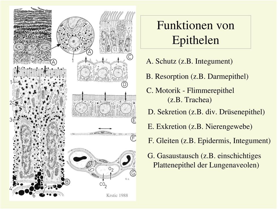 Exkretion (z.b. Nierengewebe) F. Gleiten (z.b. Epidermis, Integument) G.