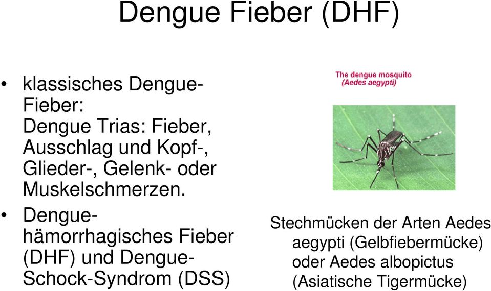 Denguehämorrhagisches Fieber (DHF) und Dengue- Schock-Syndrom (DSS)