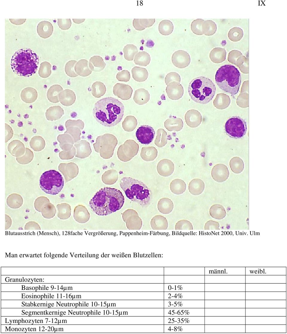 Ulm Man erwartet folgende Verteilung der weißen Blutzellen: Granulozyten: Basophile 9-14µm