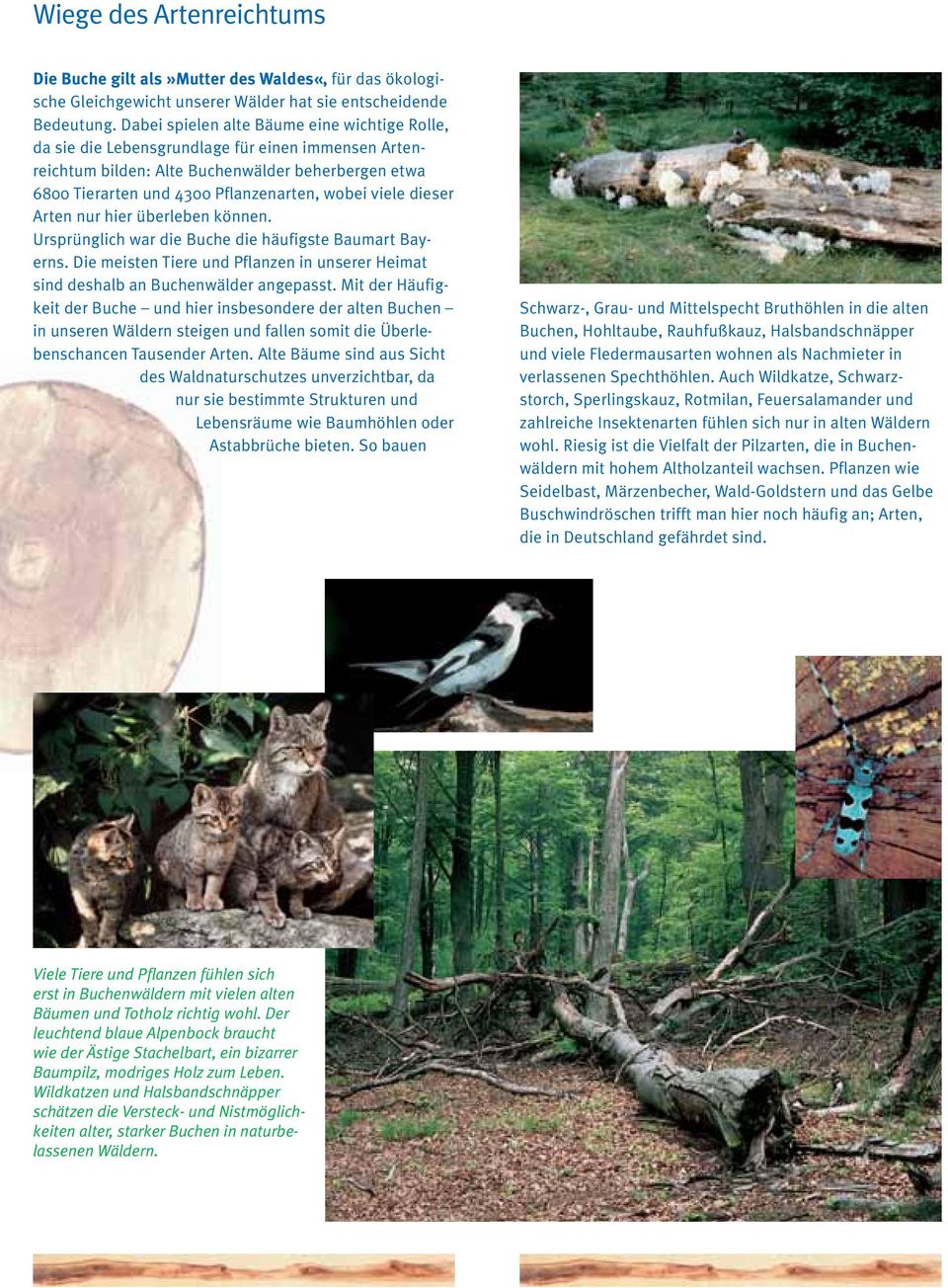 dieser Arten nur hier überleben können. Ursprünglich war die Buche die häufigste Baumart Bayerns. Die meisten Tiere und Pflanzen in unserer Heimat sind deshalb an Buchenwälder angepasst.