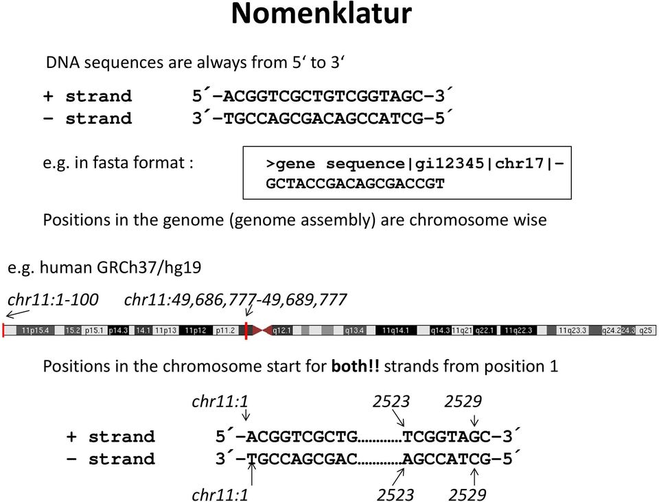 chromosome wise e.g. human GRCh37/hg19 chr11:1 100 chr11:49,686,777 49,689,777 Positions in the chromosome startfor both!