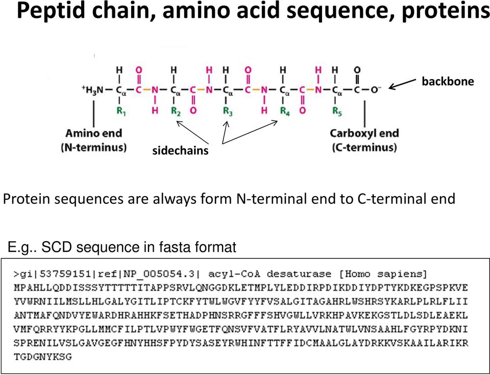 sequences are always form N terminal end