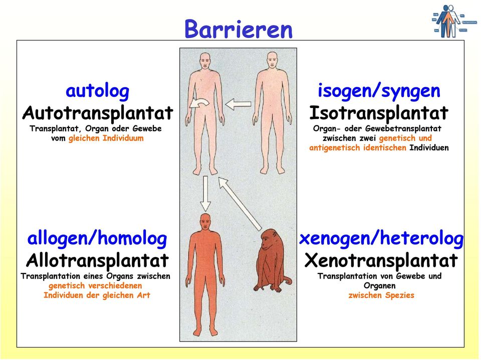 Individuen allogen/homolog Allotransplantat Transplantation eines Organs zwischen genetisch verschiedenen