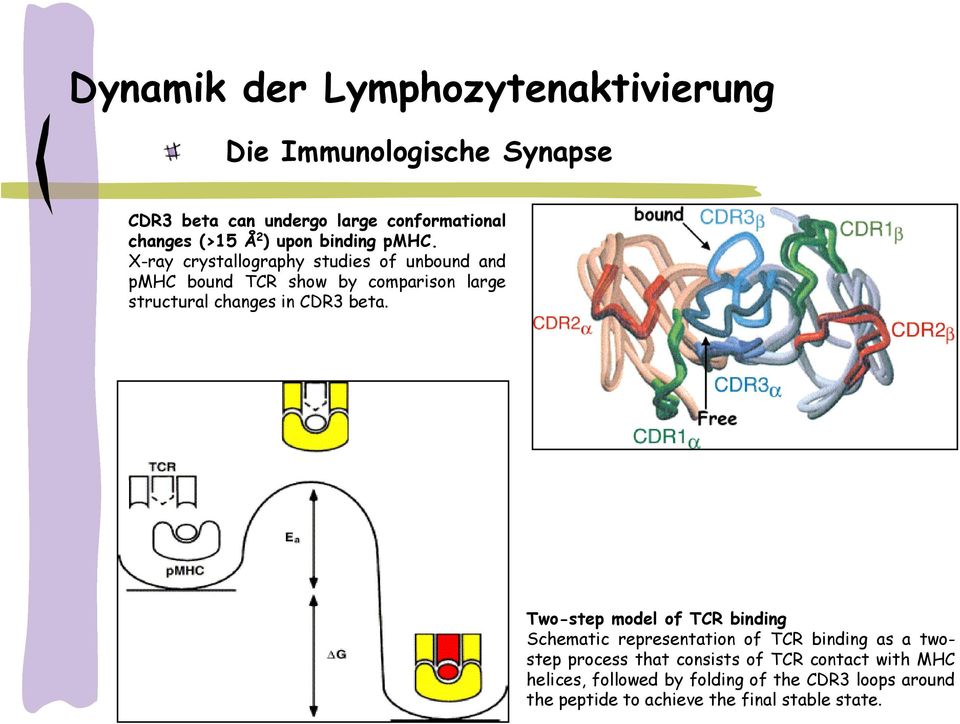 beta. Two-step model of TCR binding Schematic representation of TCR binding as a twostep process that consists of