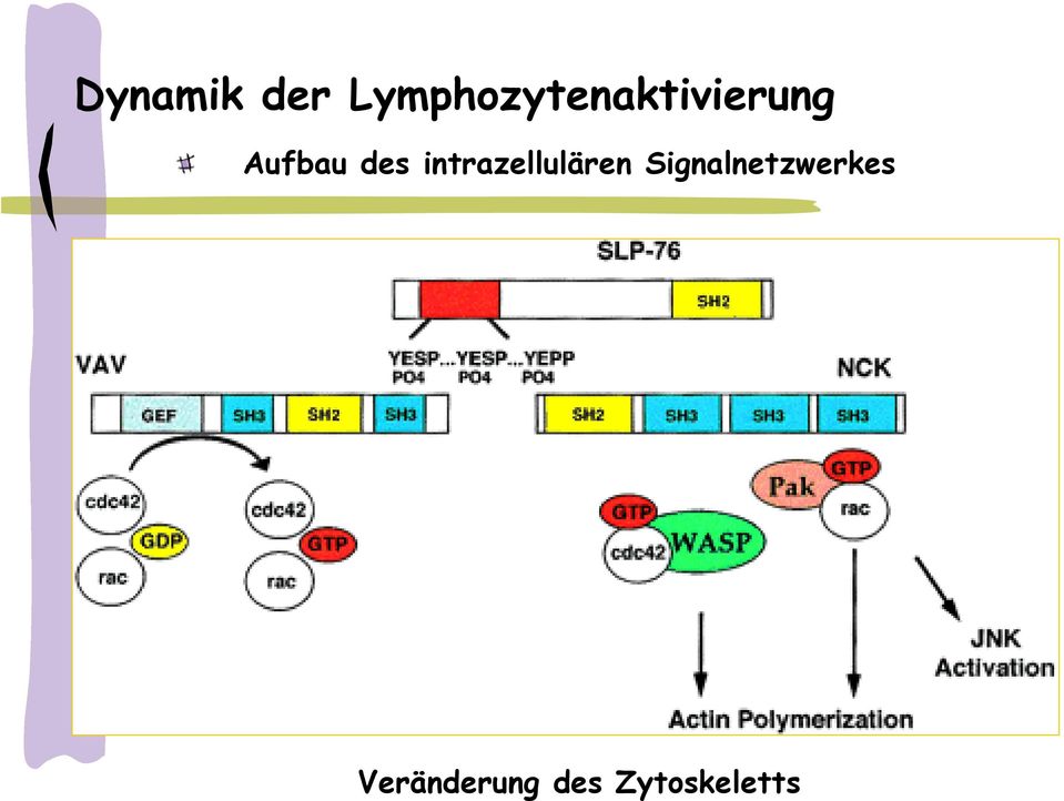 Lymphozytenaktivierung