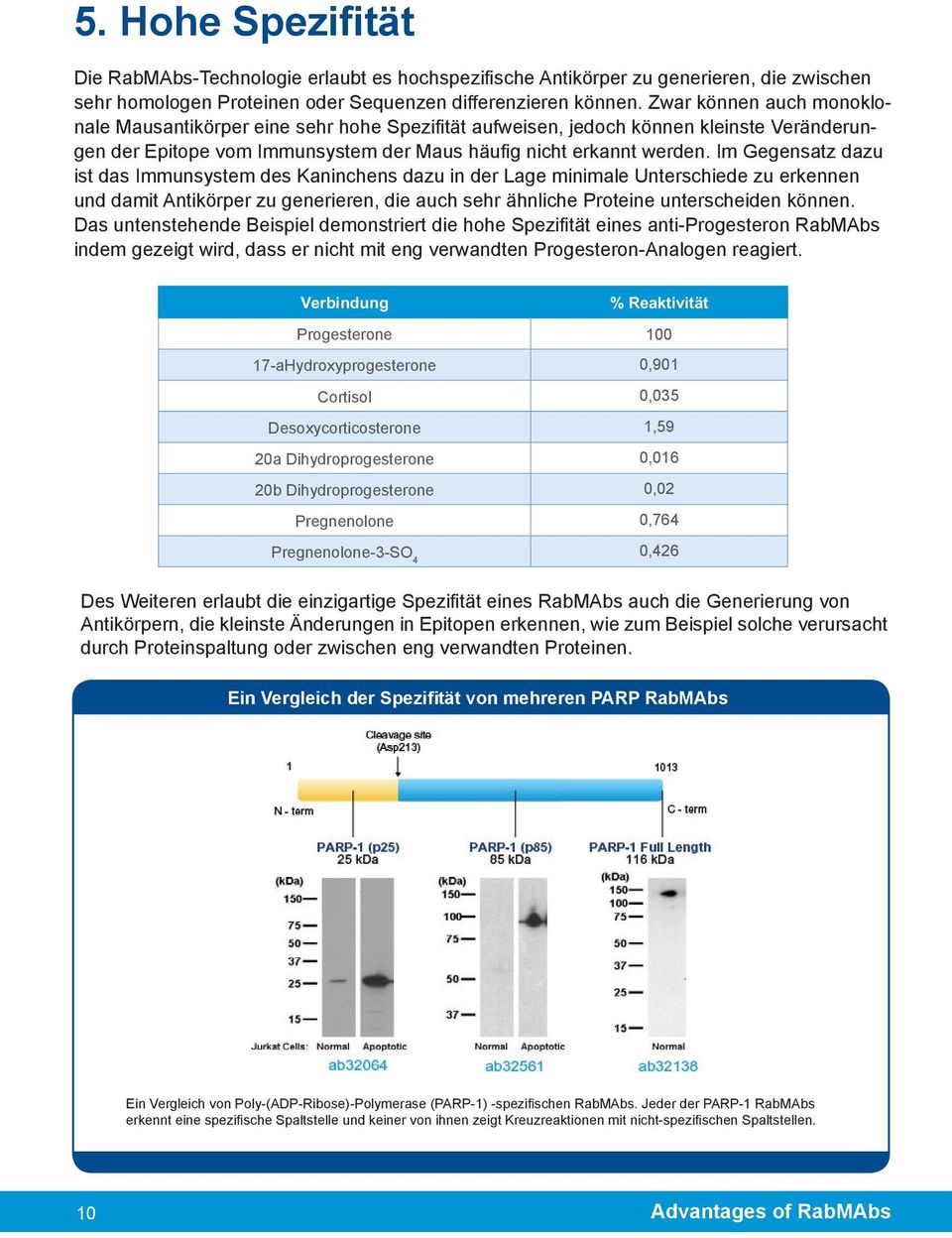 Im Gegensatz dazu ist das Immunsystem des Kaninchens dazu in der Lage minimale Unterschiede zu erkennen und damit Antikörper zu generieren, die auch sehr ähnliche Proteine unterscheiden können.