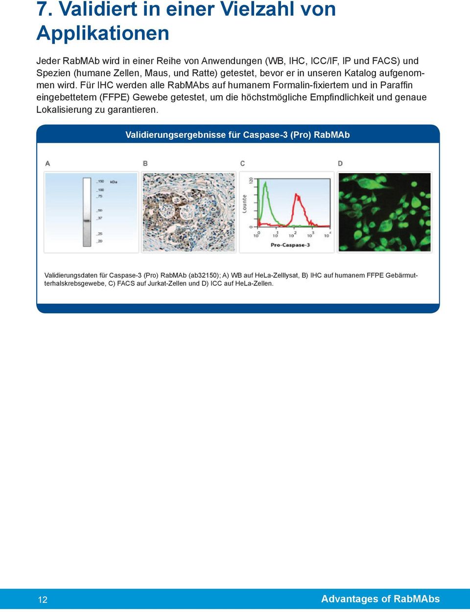 Für IHC werden alle RabMAbs auf humanem Formalin-fixiertem und in Paraffin eingebettetem (FFPE) Gewebe getestet, um die höchstmögliche Empfindlichkeit und genaue