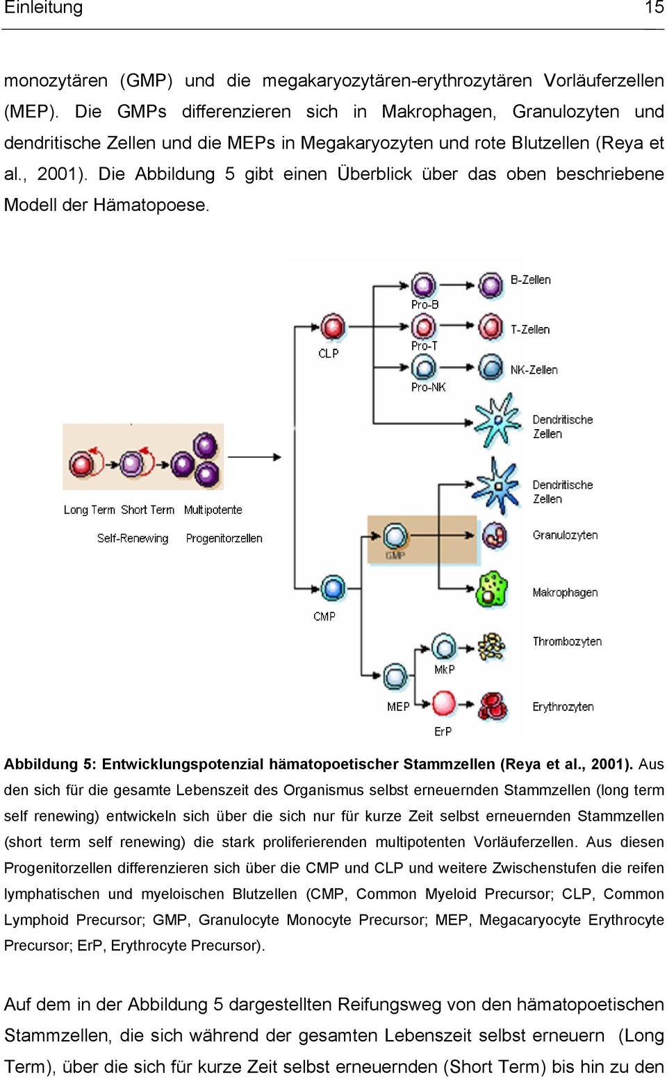 Die Abbildung 5 gibt einen Überblick über das oben beschriebene Modell der Hämatopoese. Abbildung 5: Entwicklungspotenzial hämatopoetischer Stammzellen (Reya et al., 2001).