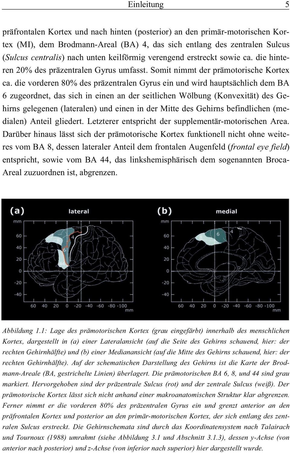 die vorderen 80% des präzentralen Gyrus ein und wird hauptsächlich dem BA 6 zugeordnet, das sich in einen an der seitlichen Wölbung (Konvexität) des Gehirns gelegenen (lateralen) und einen in der