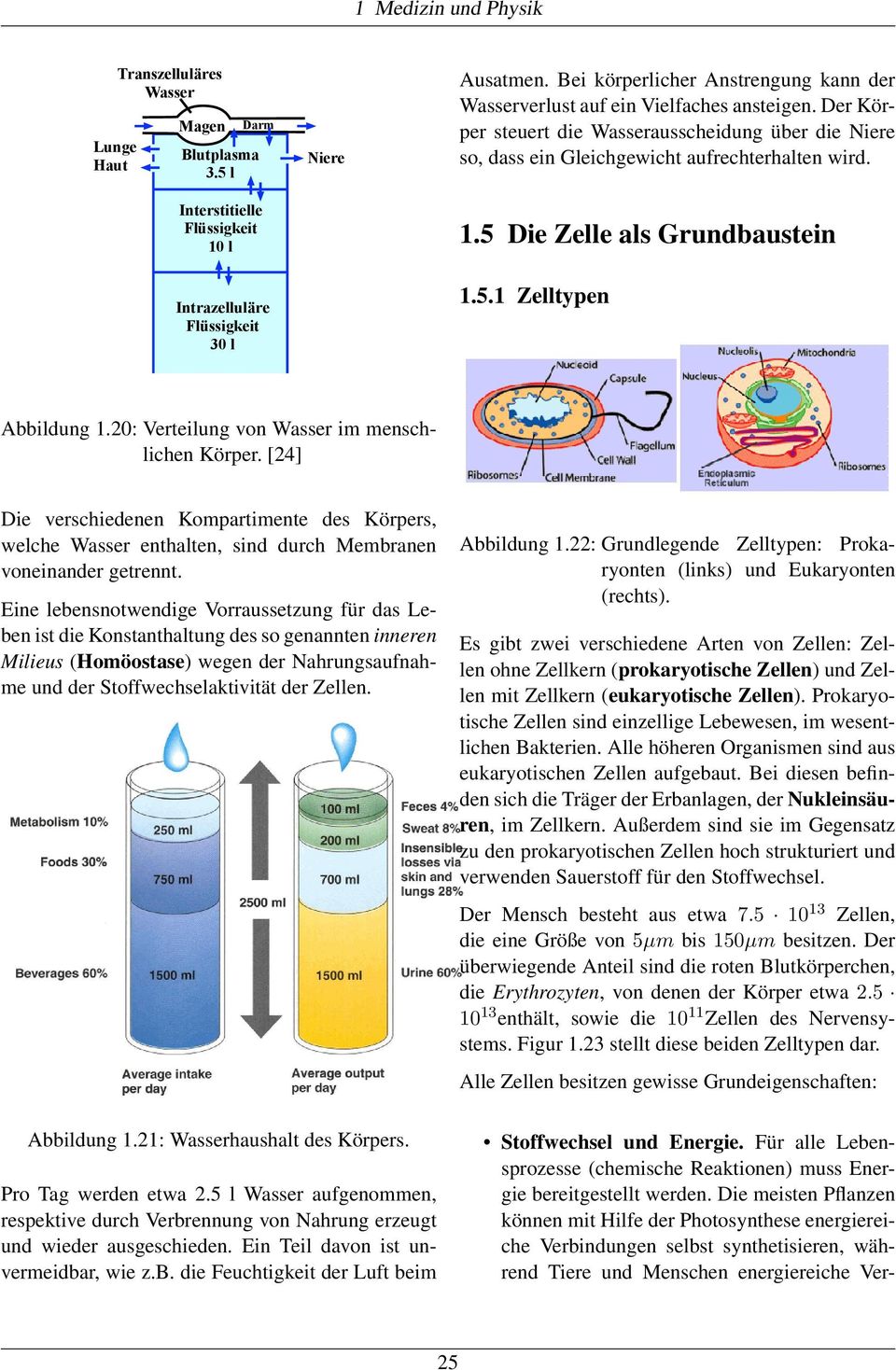 5 Die Zelle als Grundbaustein 1.5.1 Zelltypen Abbildung 1.20: Verteilung von Wasser im menschlichen Körper.