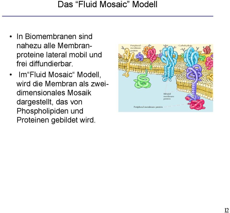 Im Fluid Mosaic Modell, wird die Membran als