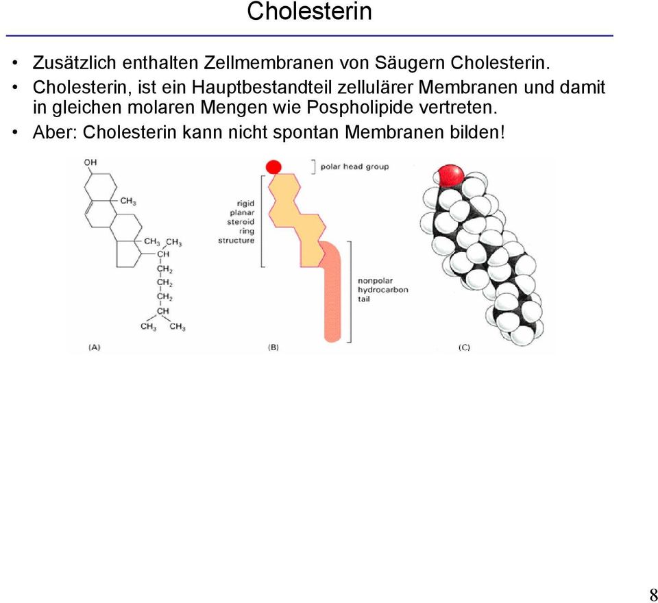 Cholesterin, ist ein Hauptbestandteil zellulärer Membranen und