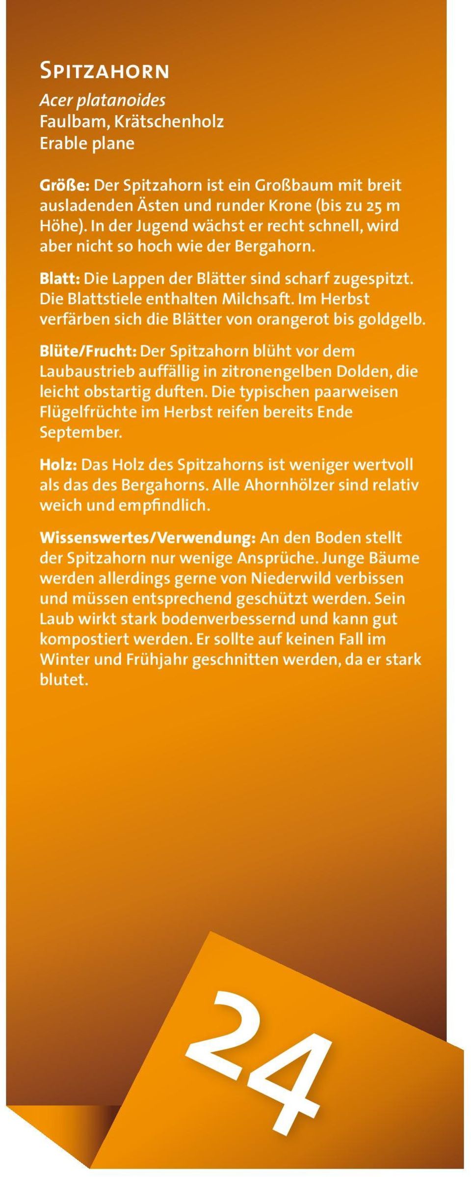 Im Herbst verfärben sich die Blätter von orangerot bis goldgelb. Blüte/Frucht: Der Spitzahorn blüht vor dem Laubaustrieb auffällig in zitronengelben Dolden, die leicht obstartig duften.