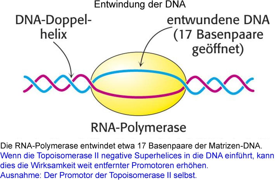 Wenn die Topoisomerase II negative Superhelices in die DNA