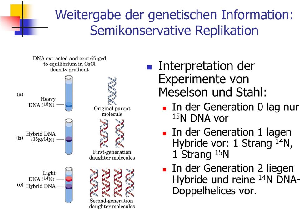 lag nur 15 N DNA vor In der Generation 1 lagen Hybride vor: 1 Strang 14 N, 1