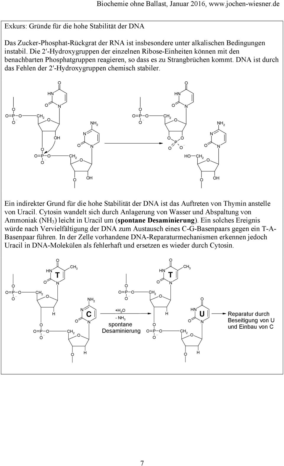 DA ist durch das Fehlen der 2 -ydroxygruppen chemisch stabiler. 2 2 Ein indirekter Grund für die hohe Stabilität der DA ist das Auftreten von Thymin anstelle von Uracil.