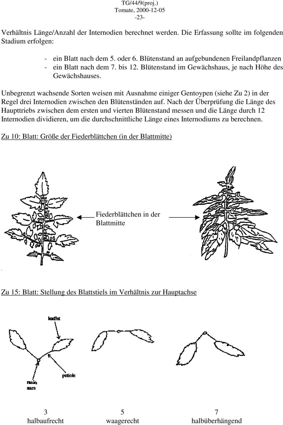 Unbegrenzt wachsende Sorten weisen mit Ausnahme einiger Gentoypen (siehe Zu 2) in der Regel drei Internodien zwischen den Blütenständen auf.