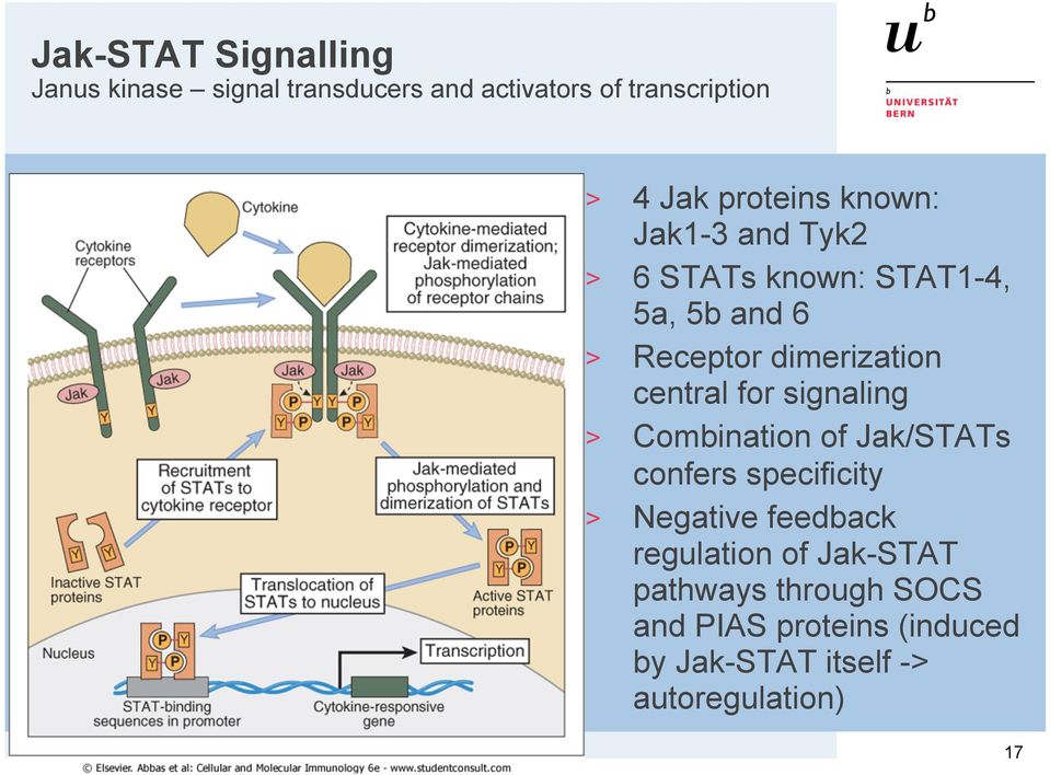 central for signaling > Combination of Jak/STATs confers specificity > Negative feedback