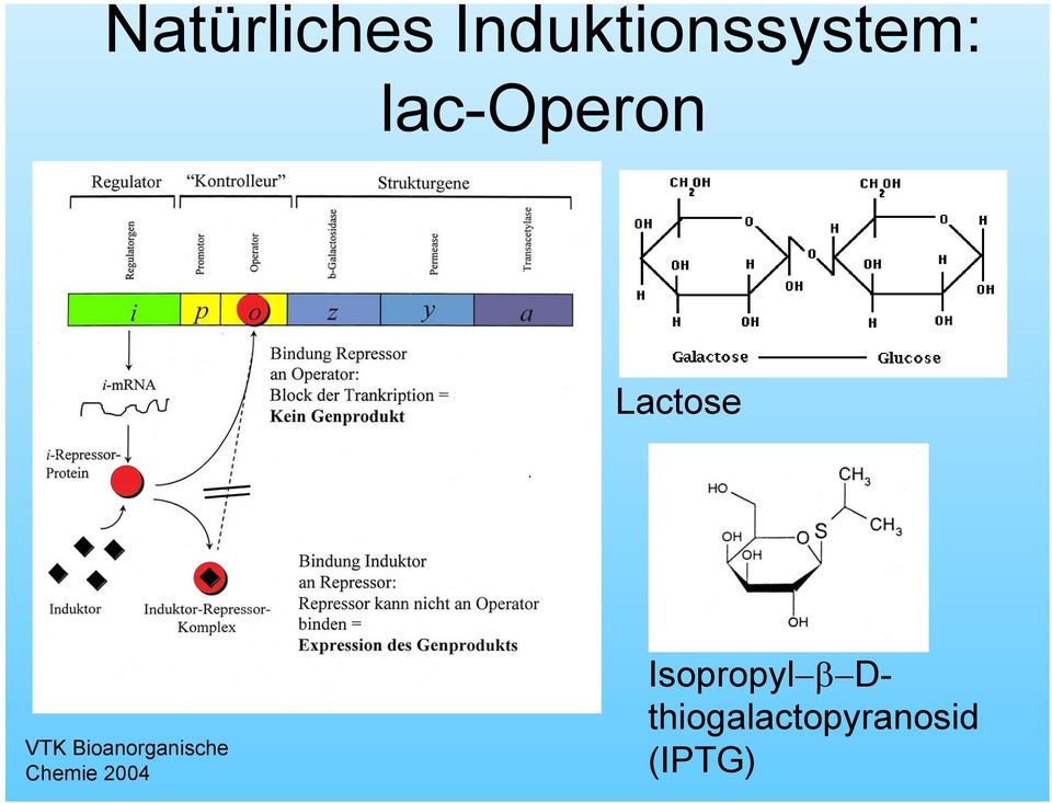 lac-operon Lactose