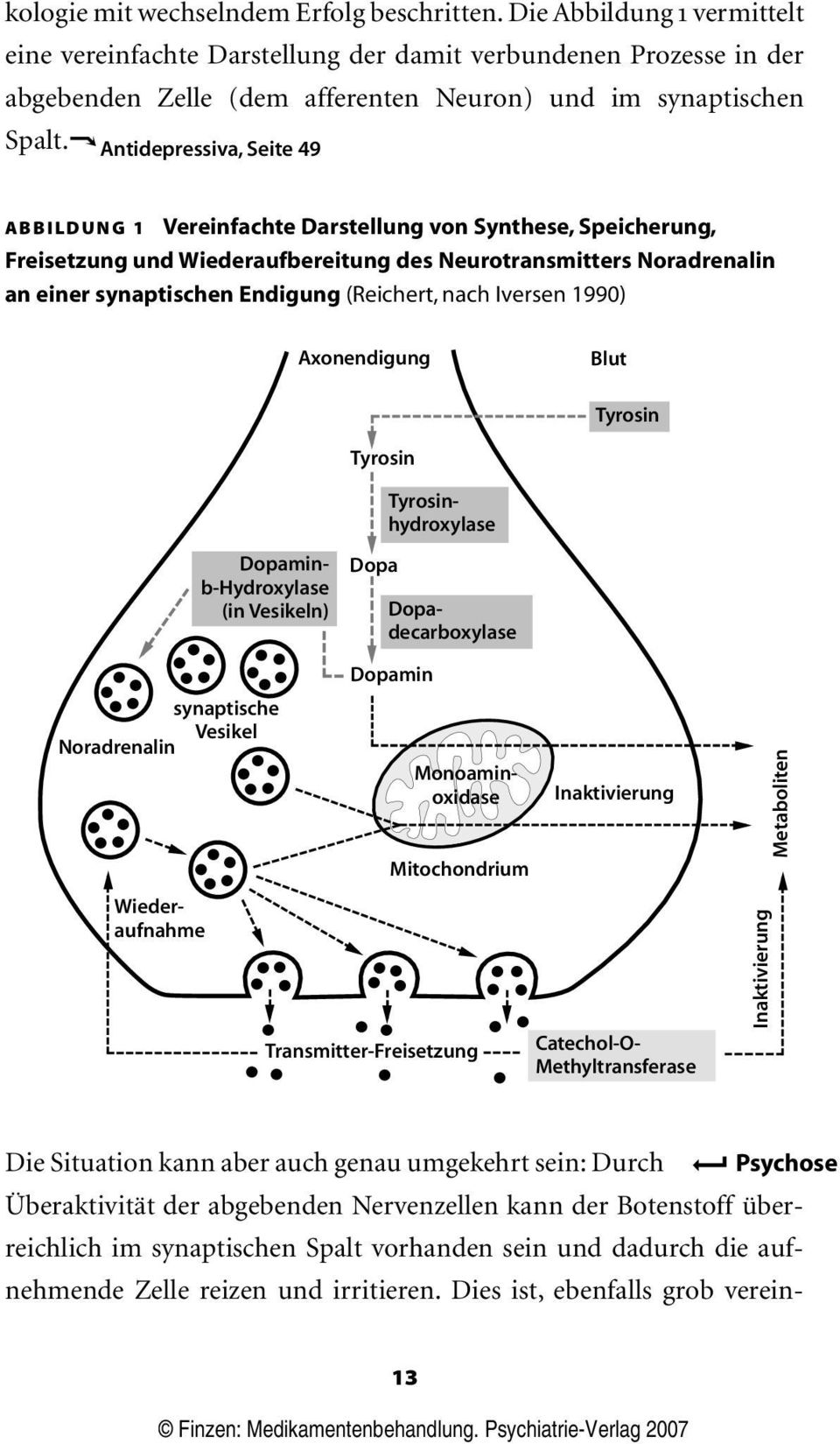 h Antidepressiva, Seite 49 ABBILDUNG 1 Vereinfachte Darstellung von Synthese, Speicherung, Freisetzung und Wiederaufbereitung des Neurotransmitters Noradrenalin an einer synaptischen Endigung
