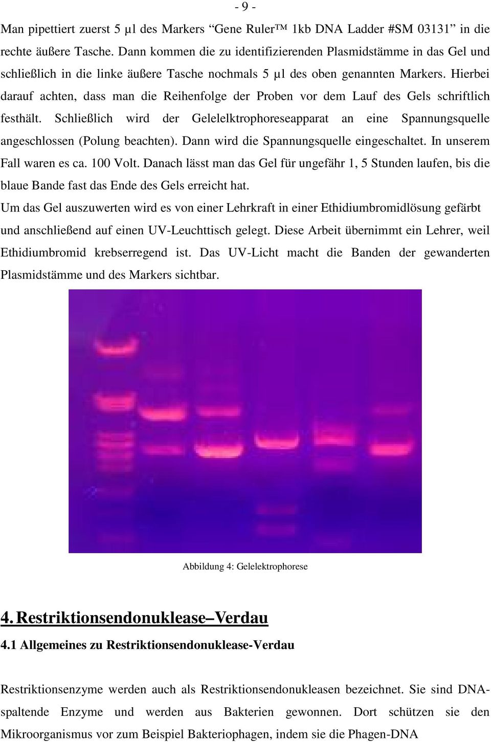 Hierbei darauf achten, dass man die Reihenfolge der Proben vor dem Lauf des Gels schriftlich festhält.