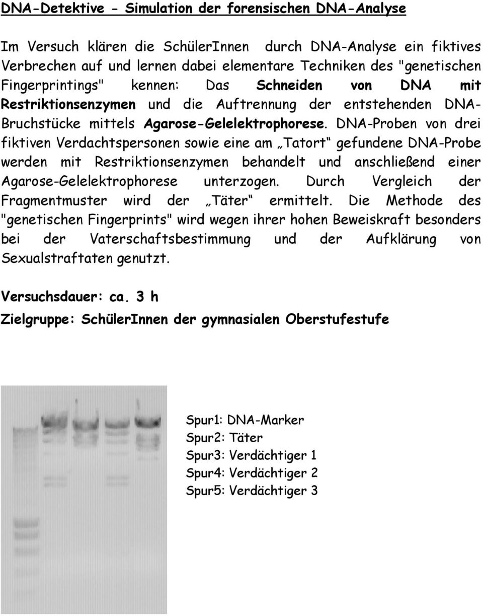 DNA-Proben von drei fiktiven Verdachtspersonen sowie eine am Tatort gefundene DNA-Probe werden mit Restriktionsenzymen behandelt und anschließend einer Agarose-Gelelektrophorese unterzogen.