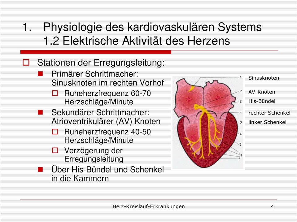 Vorhof Ruheherzfrequenz 60-70 Herzschläge/Minute Sekundärer Schrittmacher: Atrioventrikulärer (AV) Knoten