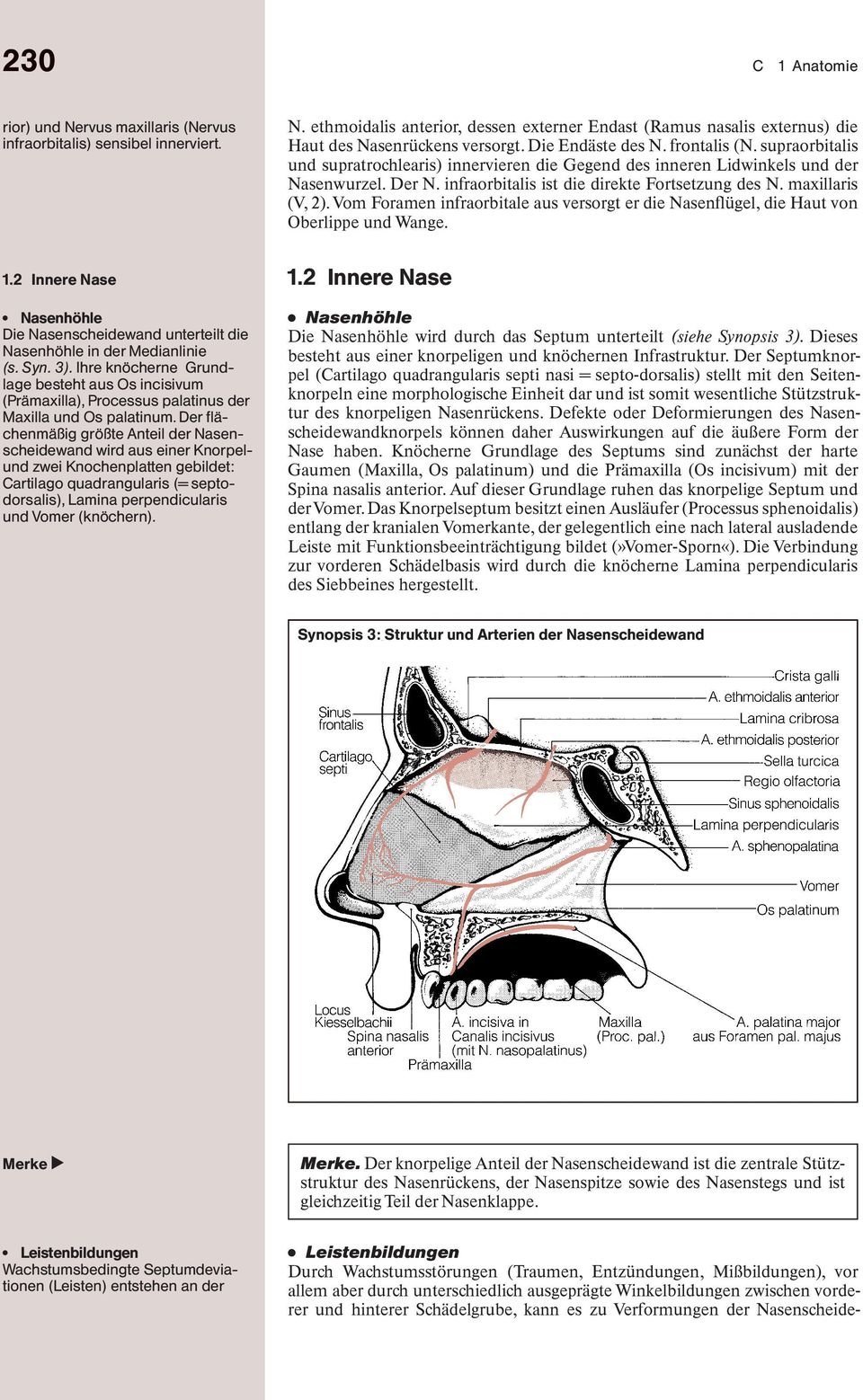 2 Innere Nase π Nasenhöhle Die Nasenscheidewand unterteilt die Nasenhöhle in der Medianlinie (s. Syn. 3).
