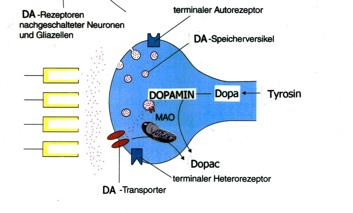 Vermutete Wirkung von Methylphenidat bei schneller, hochkonzentrierter Anflutung mißt Dopaminkonzentration im synaptischen Spalt Dopamin im synaptischen
