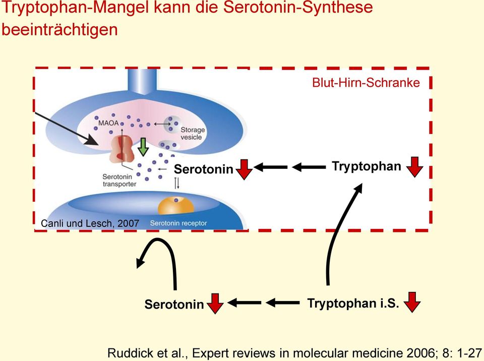 Tryptophan Canli und Lesch, 2007 Serotonin Tryptophan