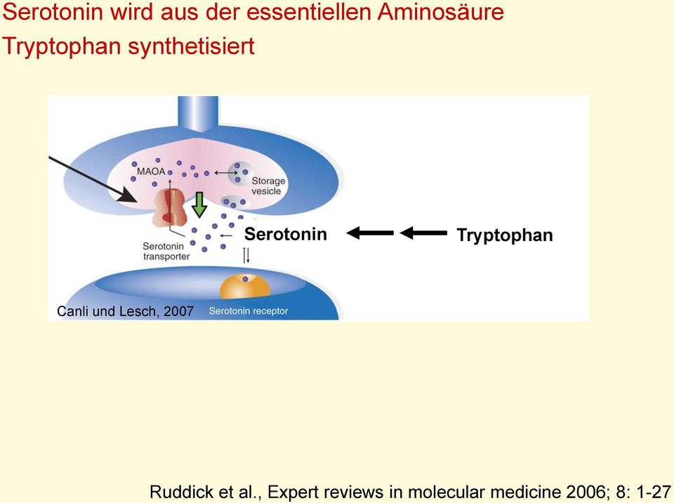 Tryptophan Canli und Lesch, 2007 Ruddick et