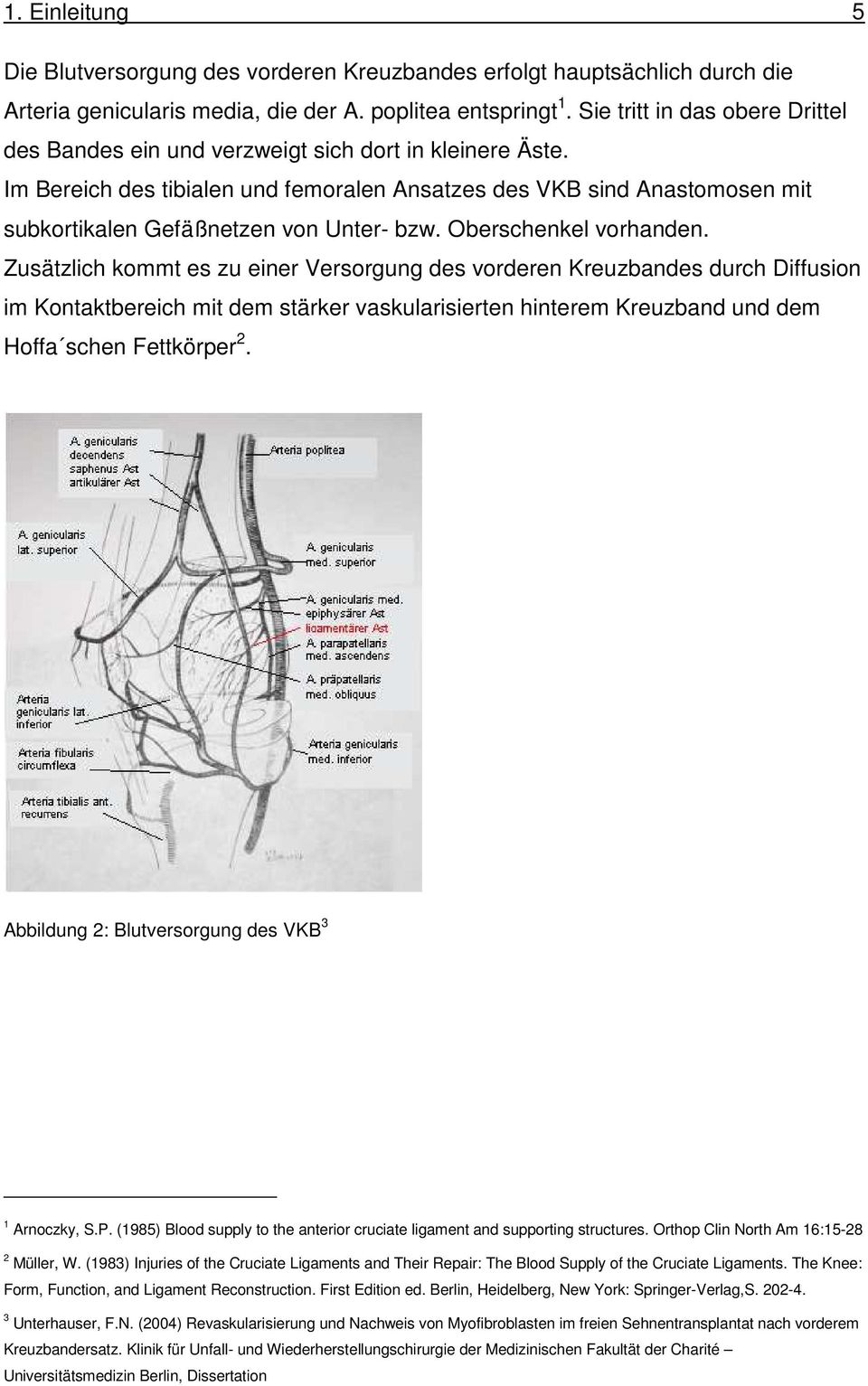 Im Bereich des tibialen und femoralen Ansatzes des VKB sind Anastomosen mit subkortikalen Gefäßnetzen von Unter- bzw. Oberschenkel vorhanden.