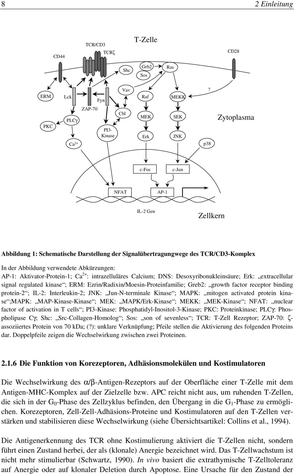 Abbildung verwendete Abkürzungen: AP-1: Aktivator-Protein-1; Ca 2+ : intrazelluläres Calcium; DNS: Desoxyribonukleinsäure; Erk: extracellular signal regulated kinase ; ERM: