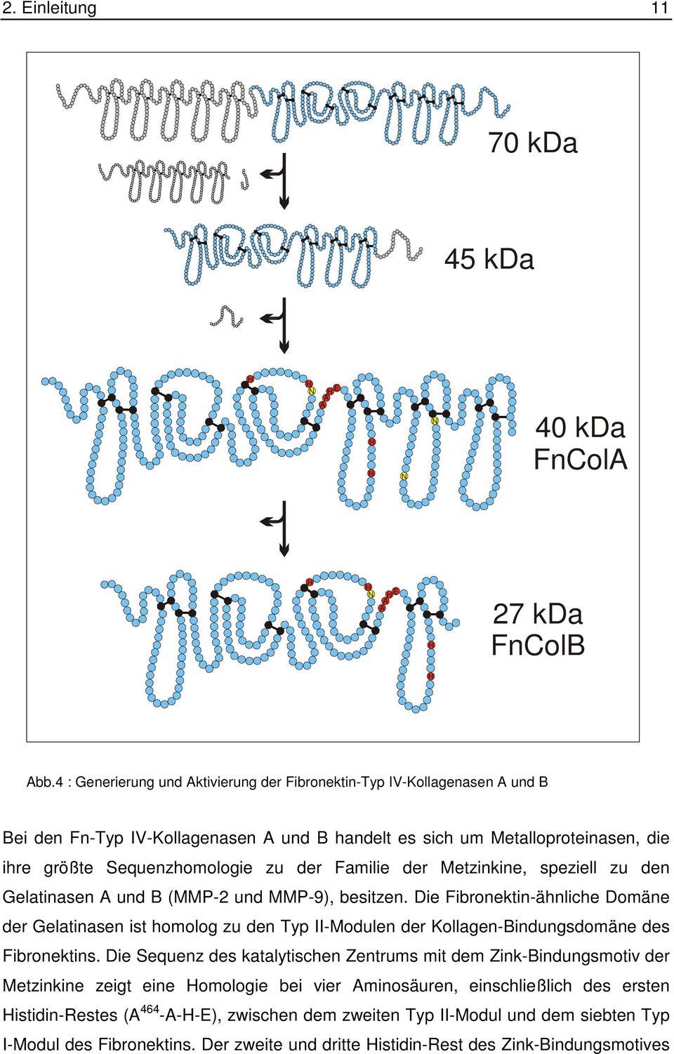 Familie der Metzinkine, speziell zu den Gelatinasen A und B (MMP-2 und MMP-9), besitzen.