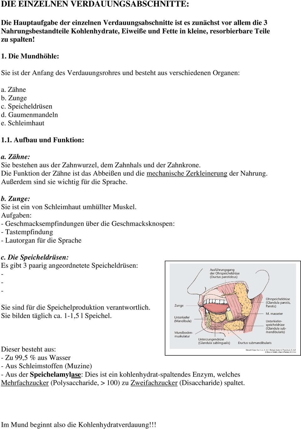 Zähne: Sie bestehen aus der Zahnwurzel, dem Zahnhals und der Zahnkrone. Die Funktion der Zähne ist das Abbeißen und die mechanische Zerkleinerung der Nahrung.