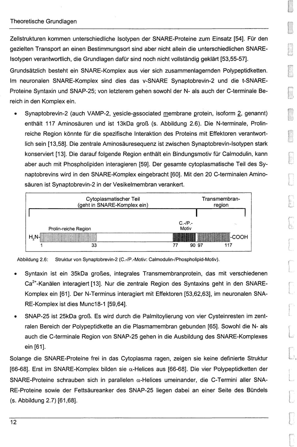 Grundsätzlich besteht ein SNARE-Komplex aus vier sich zusammenlagernden Polypeptid ketten.