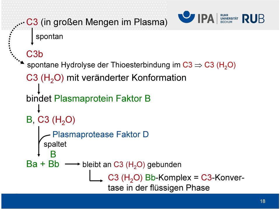 bindet Plasmaprotein Faktor B B, C3 (H 2 O) Plasmaprotease Faktor D spaltet B