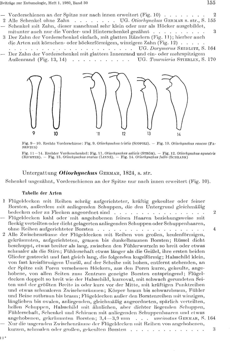 Rändern (Fig. 11); hierher auch die Arten mit körnchen- oder höckerförmigem, winzigem Zahn (Fig. 1 2) UG. Dorymerus SEIDLITZ, S.