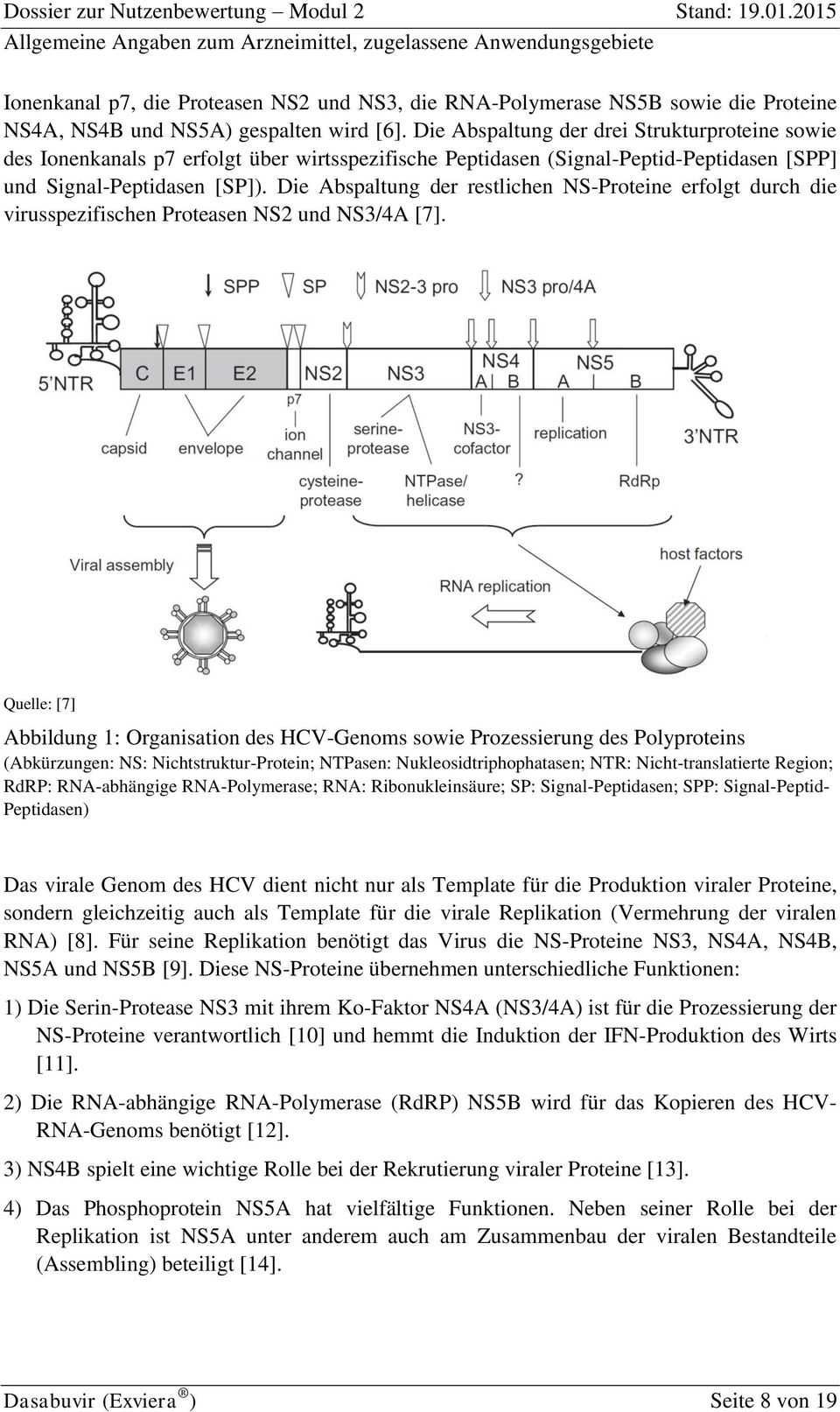 Die Abspaltung der restlichen NS-Proteine erfolgt durch die virusspezifischen Proteasen NS2 und NS3/4A [7].